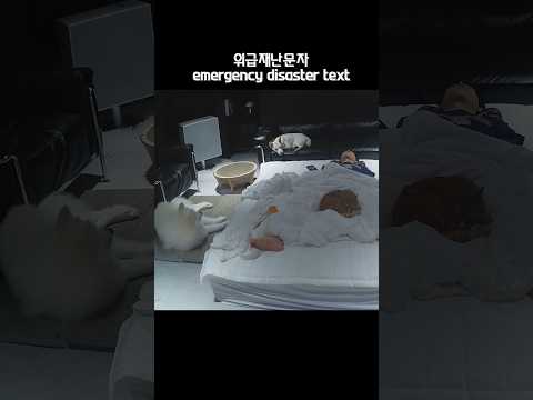 How my dogs and cats react when I got an emergency disaster text