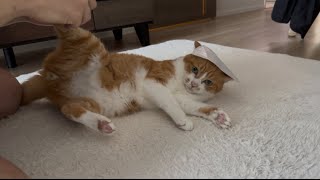 猫の爪切りデビューしたら大変すぎた。
