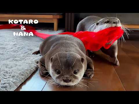 カワウソに新しいリボンあげたら喜びすぎてこうなった Otter Gets Completely Carried Away with Her New Ribbons