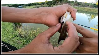 FIQUEI ASSUSTADA COM ESSE PEIXE QUE PESQUEI O QUE SERÁ QUE ACONTECEU.