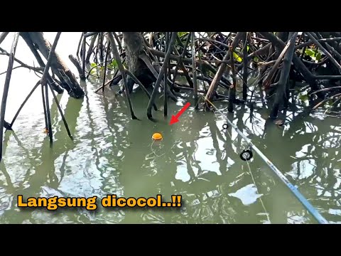 Jangan sepelekan kalau nemu akar pohon seperti ini, pasti ada ikan besar di bawahnya