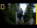 Understanding Bull Pine and Aging Insights