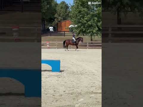 Rally this weekend!! #horse #equestrianjourney #horseenthusiast #ponyclub