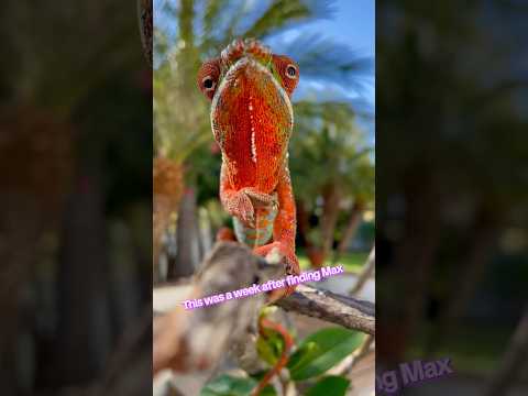 I miss him so much and wanted to share Max #youtube #fypシ #nature #colors
