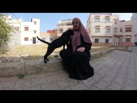 Stray cat welcomes us with lots of questions about hugs and food.