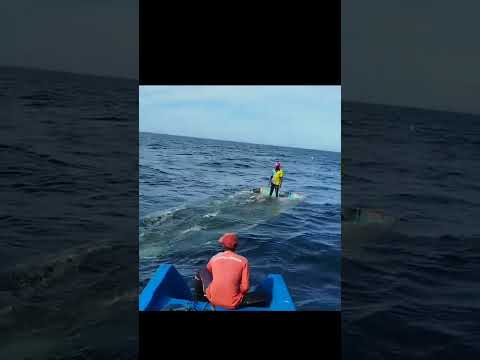 படகுகளை நடுக்கடலில் மூழ்கடித்து மீன்களுக்கான வலையகம் உருவாக்குவது | Boat Sinking for Marine Life