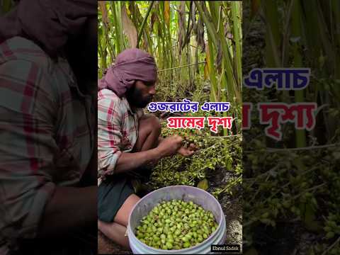গুজরাটে এলাচ উৎপাদনে শীর্ষ যেই গ্রাম। #এলাচ #gujrat