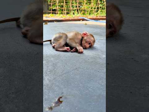The monkey was chilling... until the millipede crawled closer! 😱🍭 #shortvideo #millipede #monkey
