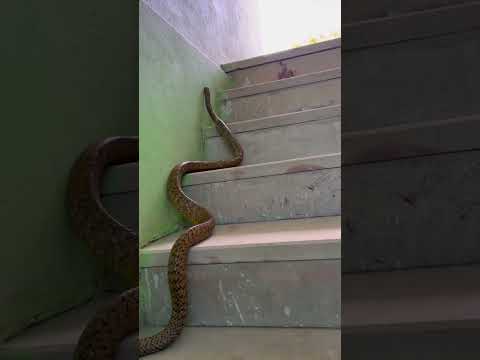 देखिए कैसे सीढ़ियों पर चढ़ रहा है सांप#spectaclecobra #cobra #viralshort #ytshorts