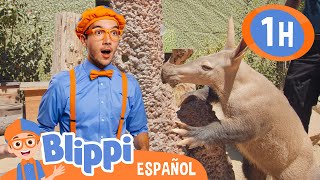 Blippi conoce un oso hormiguero 😊 Canciones Infantiles🎵| Aprende | Moonbug Español | Blippi