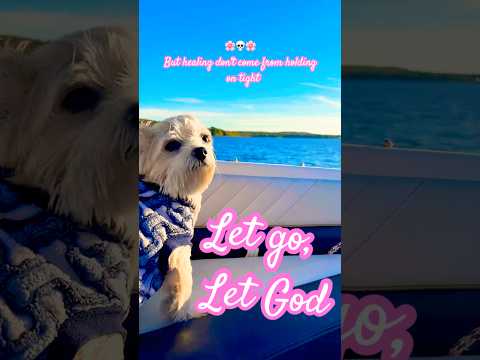 Let go let God 💛💛💛 #cute #puppies #puppy #pets #cute #boating #captainsweet