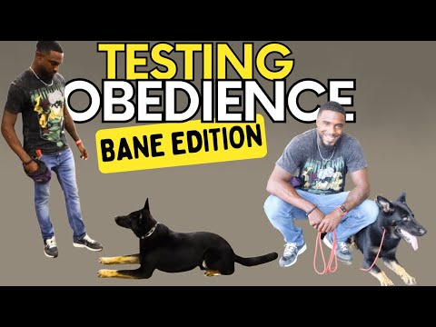 Can Bane Handle the Real World? Obedience & Socialization Test!
