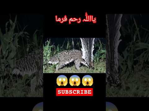 #quran #quranrecitation #shorts #viralvideo