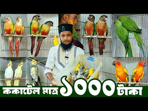১ পিচ বাচ্চার দামে, ১ জোড়া রানিং পাখি | ককাটেল মাত্র ১০০০ টা"কা | কনুর, ককাটেল ও টিয়া পাখিতে অ'ফার।