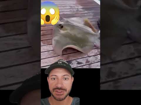 todo cuidado é pouco com arraia #pesca