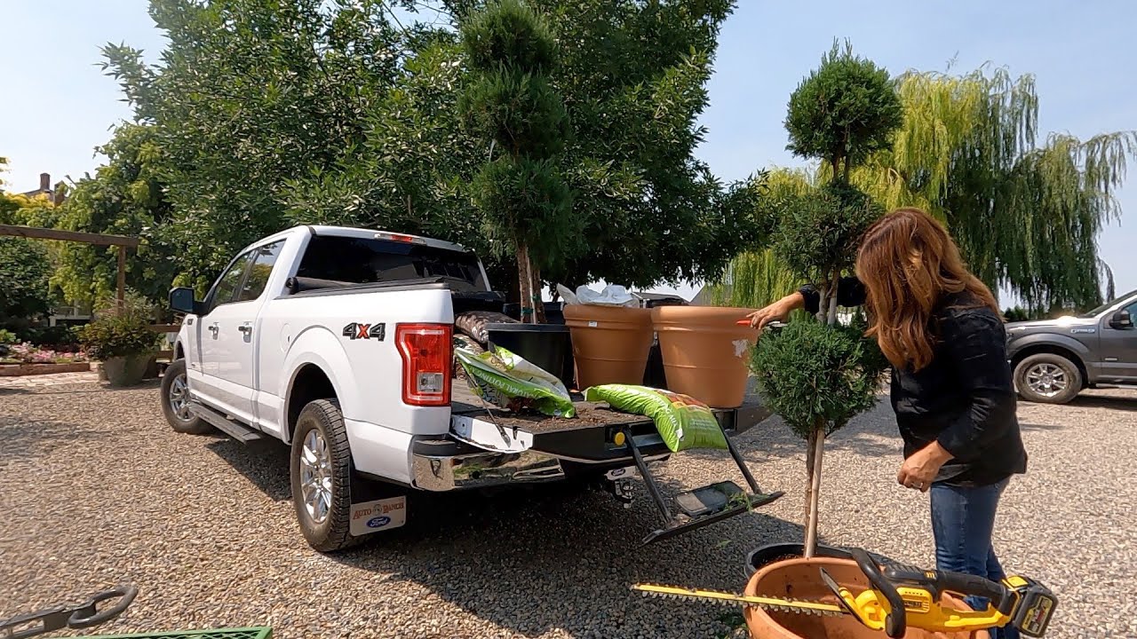 Found an Awesome Deal on Topiary to Replace Some Dead Ones!