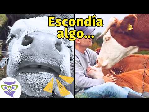 Esta Vaca Anciana Escondía Una Sorpresa 🐮