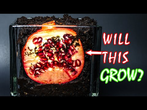 Pomegranate Slice Underground Time Lapse - 180 Days in 2 Minutes