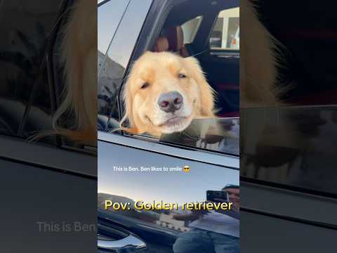 Funny Golden retriever #dogs #goldenretriever #funnyvideo
