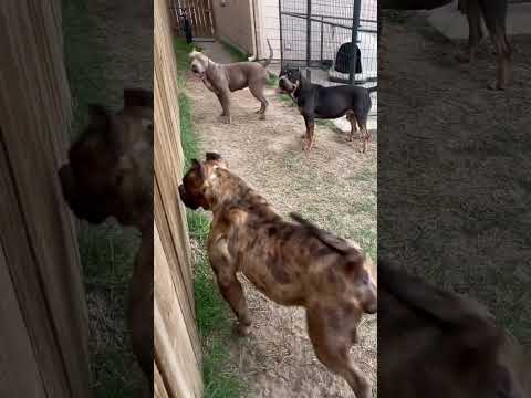 Did Hazel deserve to be attacked??? ? #nbf #nbfkennel #texas #xlbully #pitbull #xlpitbull
