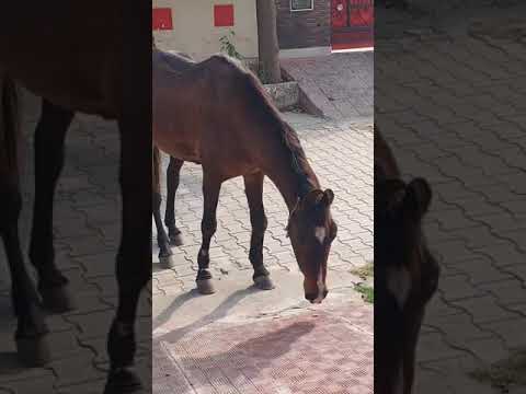 1 HOUR of HAPPY HORSES to Make Your Day Better!