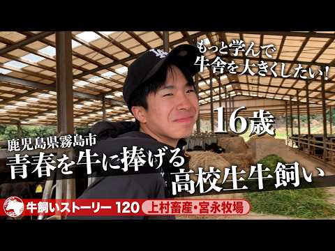 【鹿児島:上村畜産・宮永牧場】16歳 高校生、青春を捧げて牛に向き合う牛飼い《牛旅wasabee 牛飼いストーリー120》