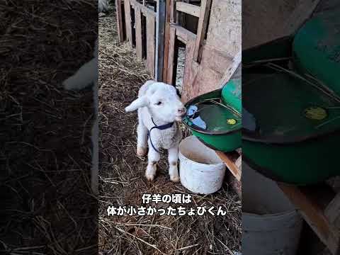 【石狩ひつじ牧場】ちょびくんめっちゃ大きくなりました😊