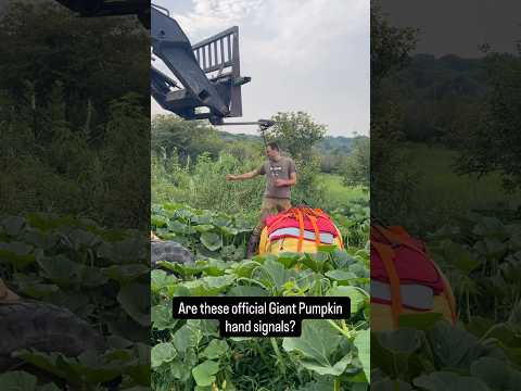 Straps, Signals & a Giant Pumpkin!