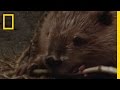 Beaver Behavior and Ecology