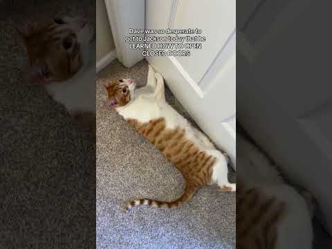 he got the one brain cell and he used it for this #davethecat #orangecat #shorts