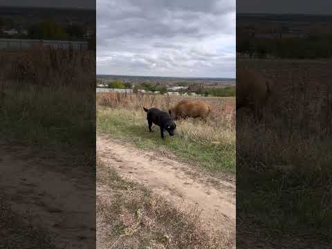Шкодник.Играется,но сила уже не та. #кабан #лесной #fishing #carp #рыбалка #nature #животные#hunting