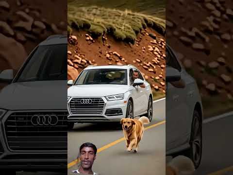 #automobile #goldenretreiver #animals #goldenretreivers #rescueefforts #retreiver #funny #movie