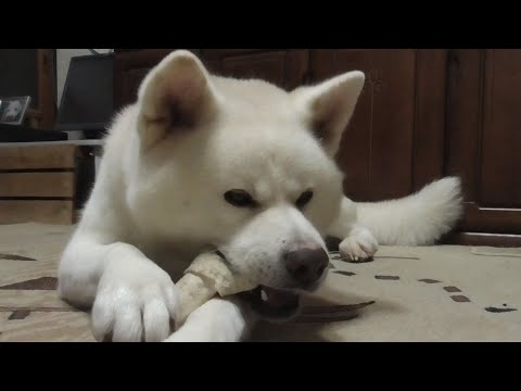 【秋田犬ゆうき】何年もおもちゃだと思い込んでいた骨っこが食べられるとようやく気づき始める【akita dog】