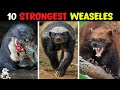 Mustelid Behavior and Adaptations