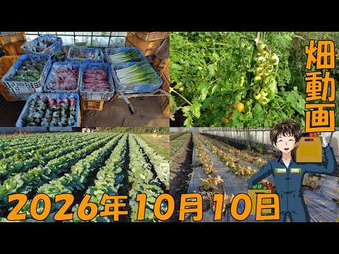 【26/10/10】出荷できる野菜が少ない・・・