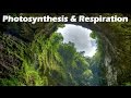 Exploring Photosynthesis and Respiration Concepts