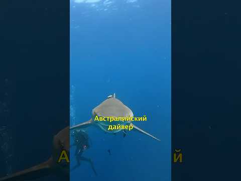 ?Дайвер Подружился с Акулой?