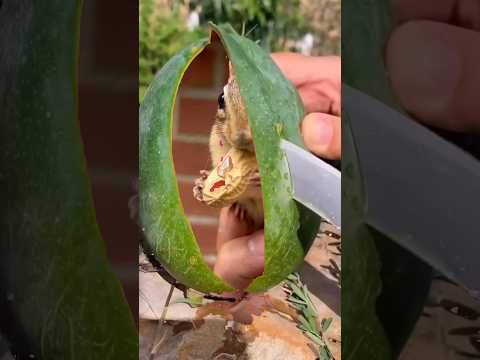 Chippy in the watermelon! ?? #shorts #newviralreels #chipmunks