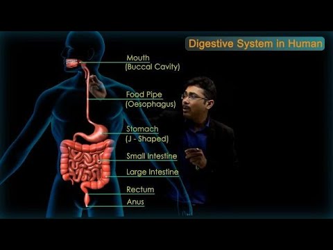 Digestive System in Human | CBSE Class 10 Science Chap - 6 (Biology) Life Processes | Free Education