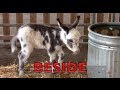 Exploring Prepositions with Adorable Animals