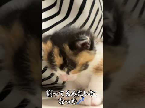 🐱ごめん寝になりそうで謝罪風の子猫💤   #cat #kitten #猫 #子猫 #ねこ #こねこ # #保護猫  #shorts  #猫のいる暮らし