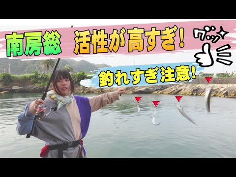 【７月】のんびりサビキ釣りのはずが活性が高すぎて入れ食い状態が終わらない【南房総】