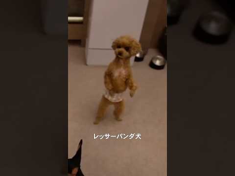 愛犬の誕生日旅行へ🌲家族とのお出かけは幸せだ〜！秋を感じられた1泊2日🐶🍂🤎