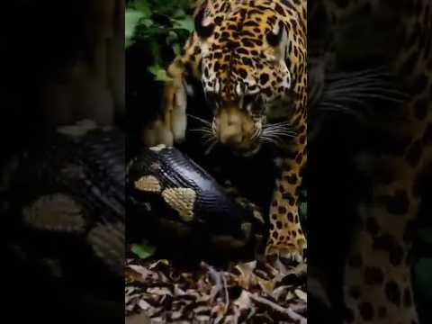 재규어는 아나콘다 사냥 할 수 있을까? #wildanimals