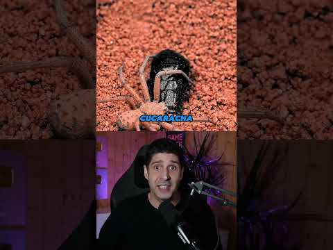 CUIDADO con lo que hay bajo la arena!