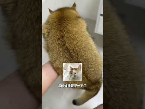【牛奶是只猫】多猫家庭要怎么一碗水端平