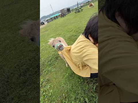 こっちゃんを見て！！ここにいるよ！！#ミニチュアホース　#馬　#ポニー　#おひさま牧場