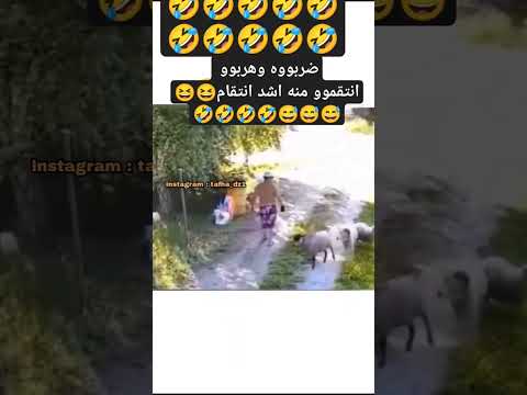 انتقموو منه وهربوو🤣🤣🤣😁😁😁 #ضحك #كوميديات #اكسبلور #funny #shortvi #likeforlikes #likeandsubscribe
