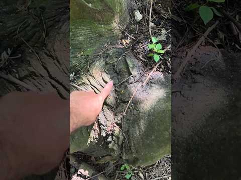 El fundillo de un árbol #naturaleza #campo #plantas #árboles #humor #gracioso #viral