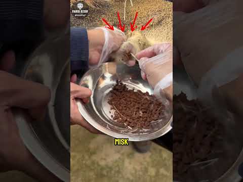Bu Geyik Dünyanın En Değerli Kokusu Üretiyor!🦌🏺